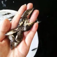 苗場直銷優(yōu)質桂花魚苗 桂魚鱖魚易養(yǎng)殖季花魚活體全國批發(fā)淡水苗